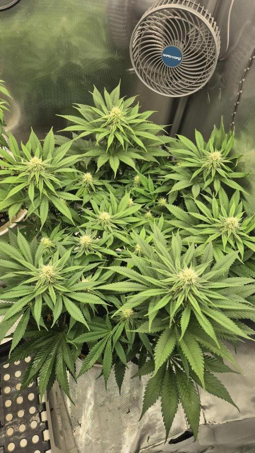 Schokolade. Week 9 - Tag 66
Blütetag 23