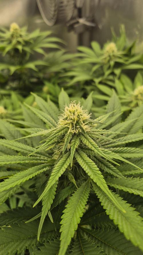 Schokolade. Week 9 - Tag 66
Blütetag 23