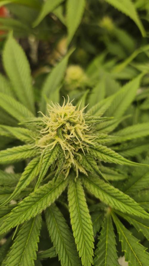 Schokolade. Week 9 - Tag 66
Blütetag 23