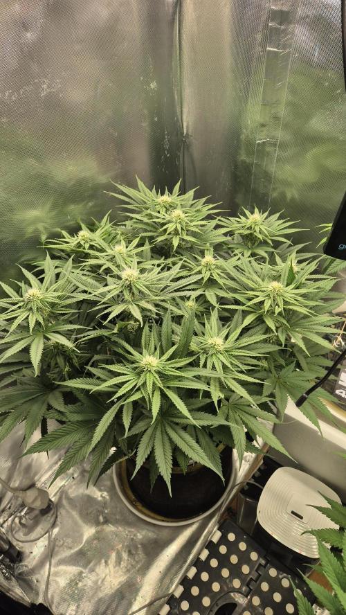 Melonenbogen!. Week 10 - Tag 66
Blütetag 23