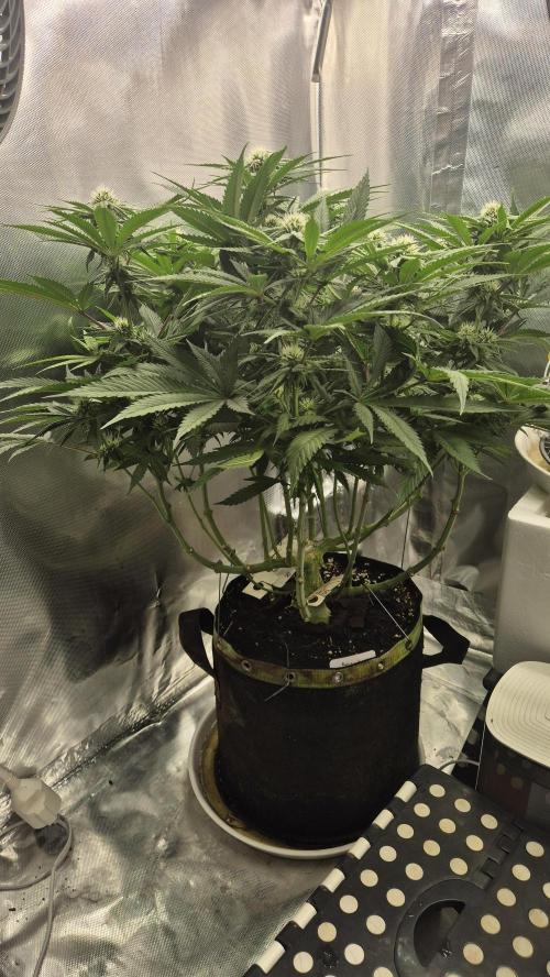 Melonenbogen!. Week 10 - Tag 66
Blütetag 23