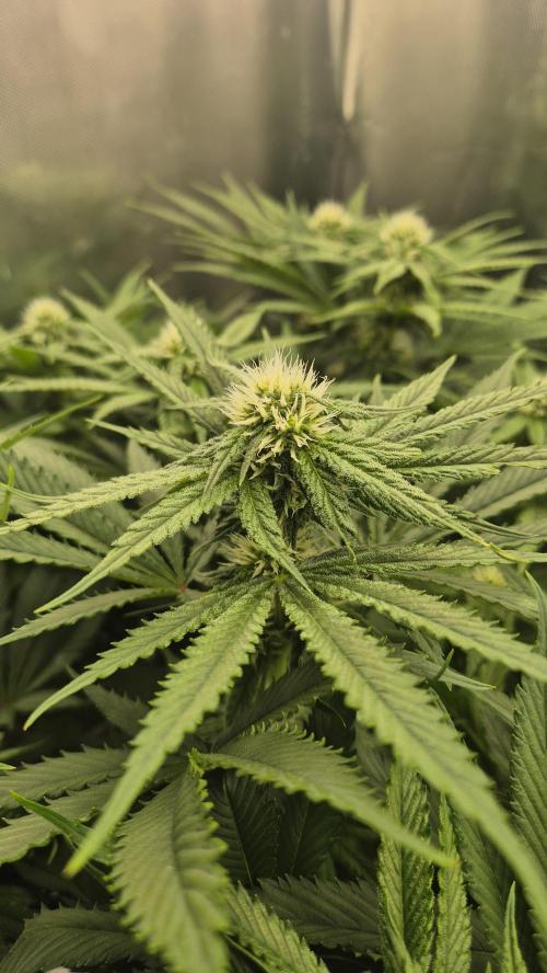 Melonenbogen!. Week 10 - Tag 66
Blütetag 23