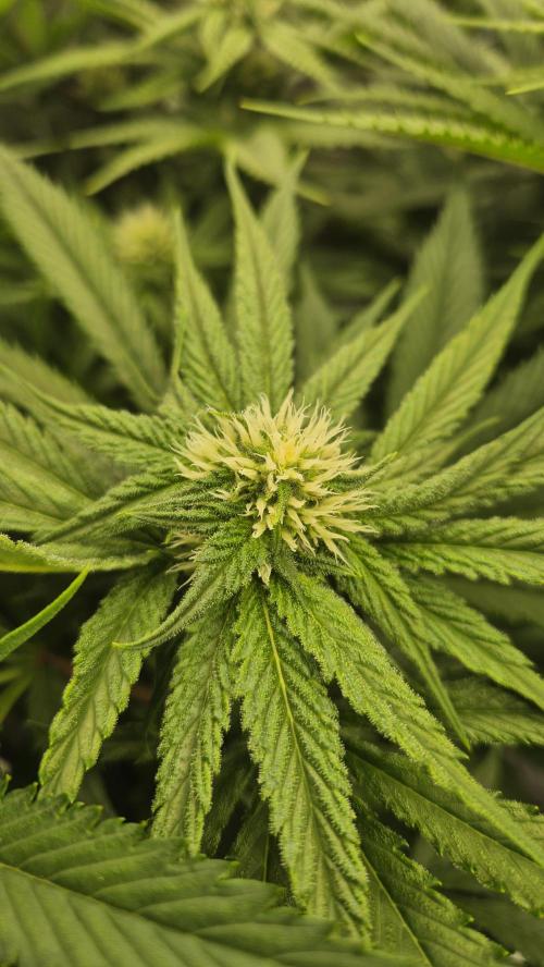 Melonenbogen!. Week 10 - Tag 66
Blütetag 23