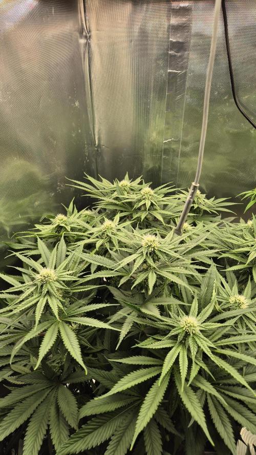 Melonenbogen!. Week 10 - Tag 67
Blütetag 24