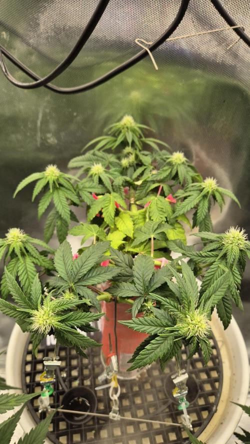 Gorillamelon (Pringles-Cup). Week 7 - Tag 47
Blütetag 21