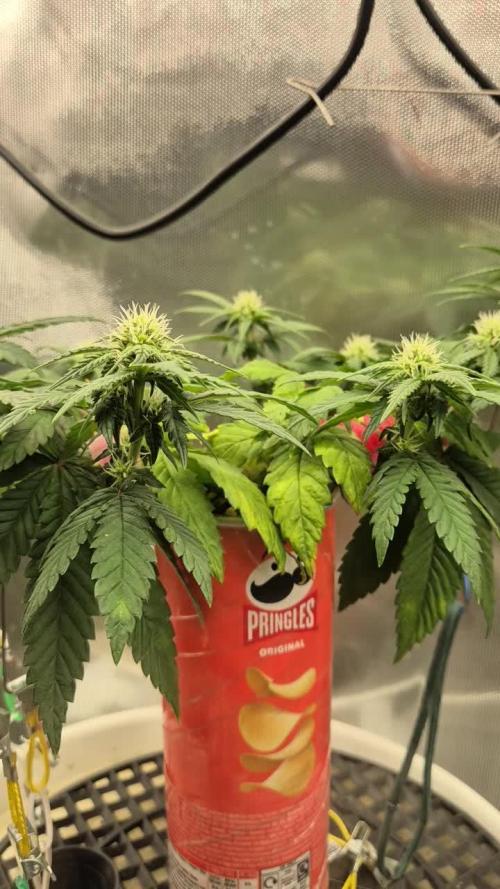 Gorillamelon (Pringles-Cup)