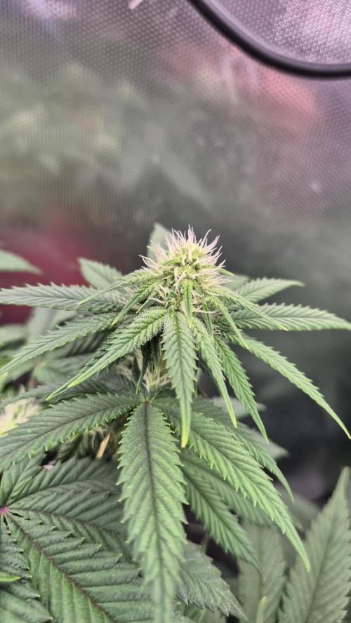 Gorillamelon (Pringles-Cup). Week 7 - Tag 48
Blütetag 22