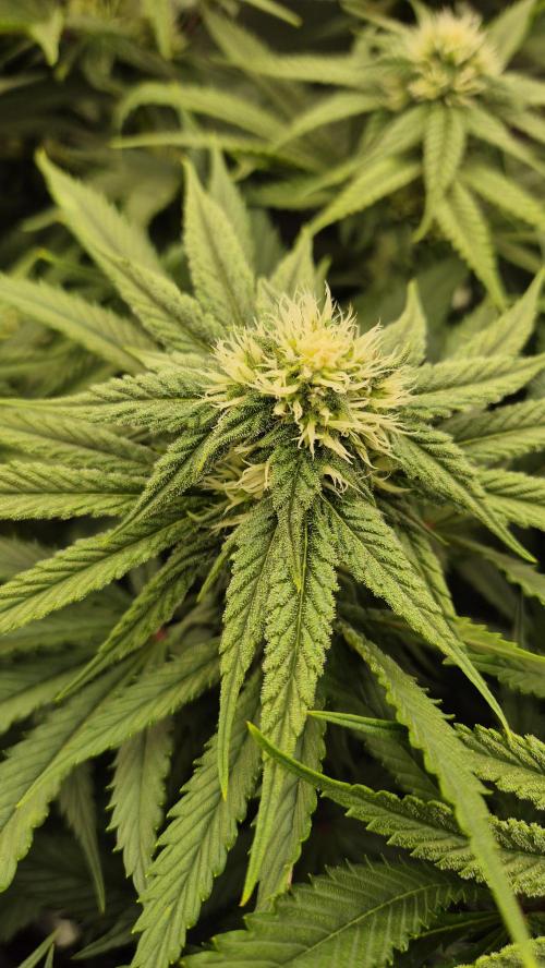 Melonenbogen!. Week 10 - Tag 69
Blütetag 26