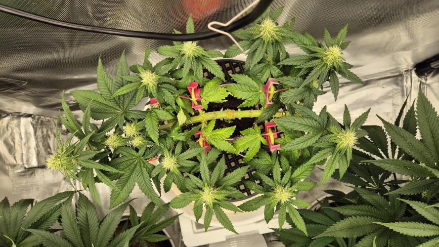 Gorillamelon (Pringles-Cup). Week 7 - Tag 49
Blütetag 23