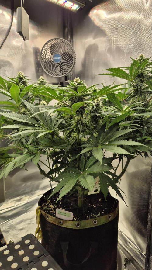 Schokolade. Week 9 - Tag 70
Blütetag 27