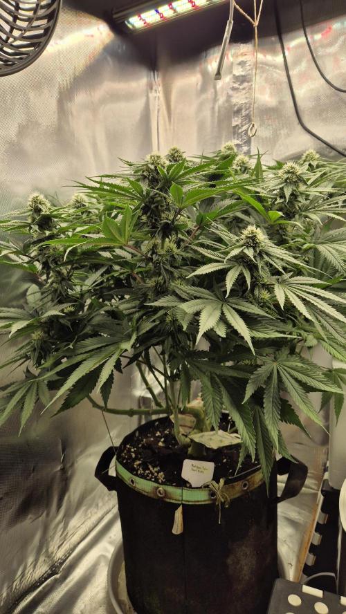 Melonenbogen!. Week 10 - Tag 70
Blütetag 27