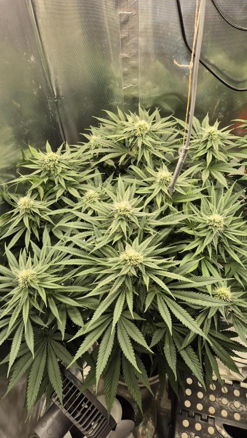 Melonenbogen!. Week 11 - Tag 71
Blütetag 28