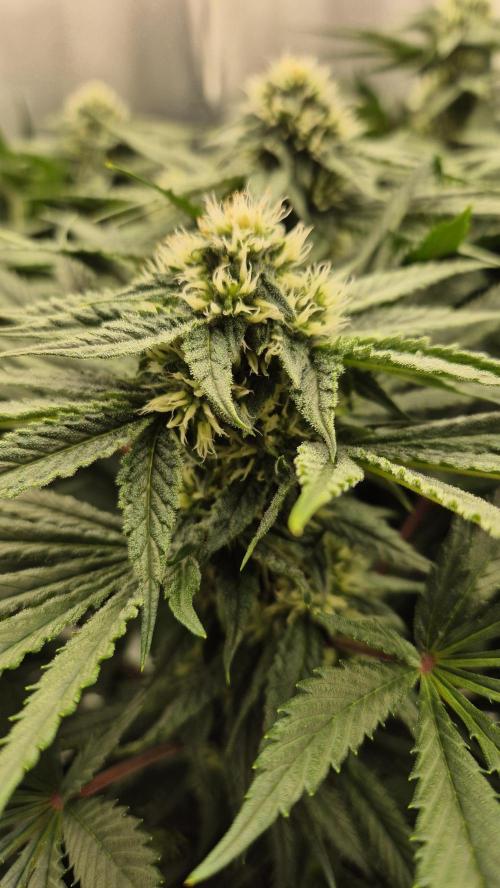 Melonenbogen!. Week 11 - Tag 71
Blütetag 28