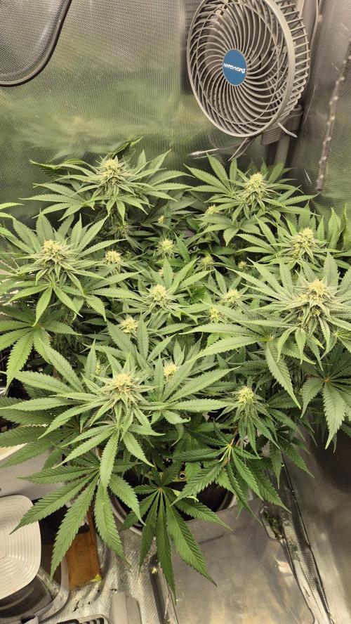 Schokolade. Week 10 - Tag 71
Blütetag 28