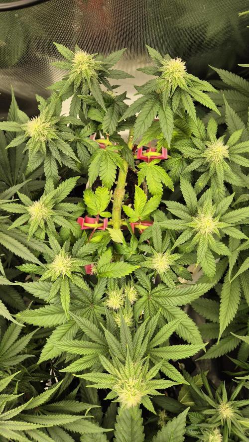 Gorillamelon (Pringles-Cup). Week 8 - Tag 51
Blütetag 25