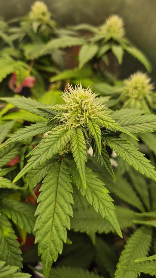 Gorillamelon (Pringles-Cup). Week 8 - Tag 51
Blütetag 25
