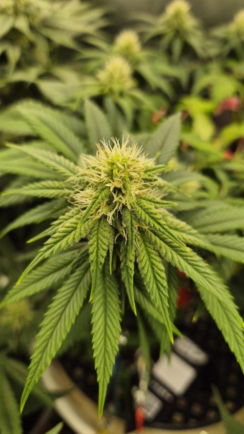 Gorillamelon (Pringles-Cup). Week 8 - Tag 51
Blütetag 25