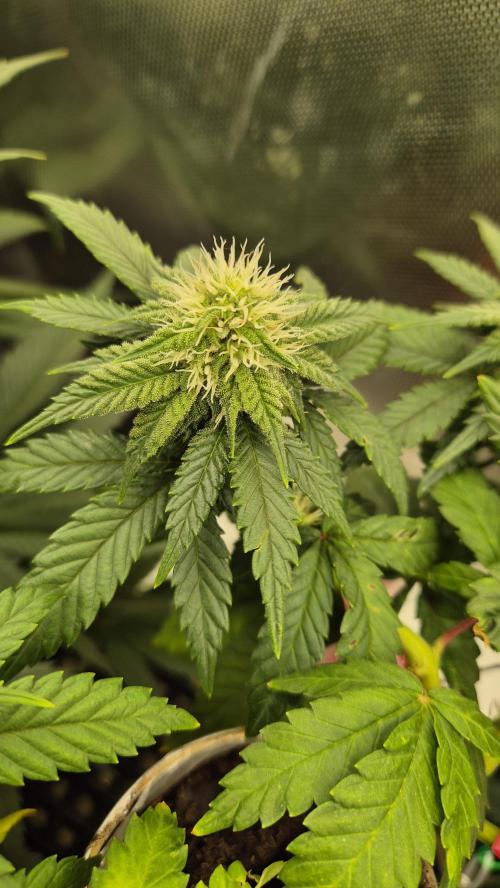 Gorillamelon (Pringles-Cup). Week 8 - Tag 51
Blütetag 25