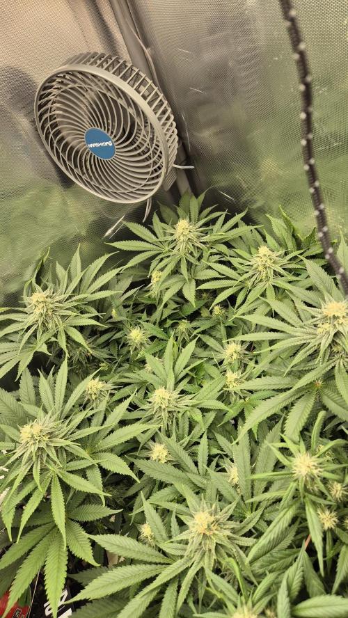 Schokolade. Week 10 - Tag 72
Blütetag 29