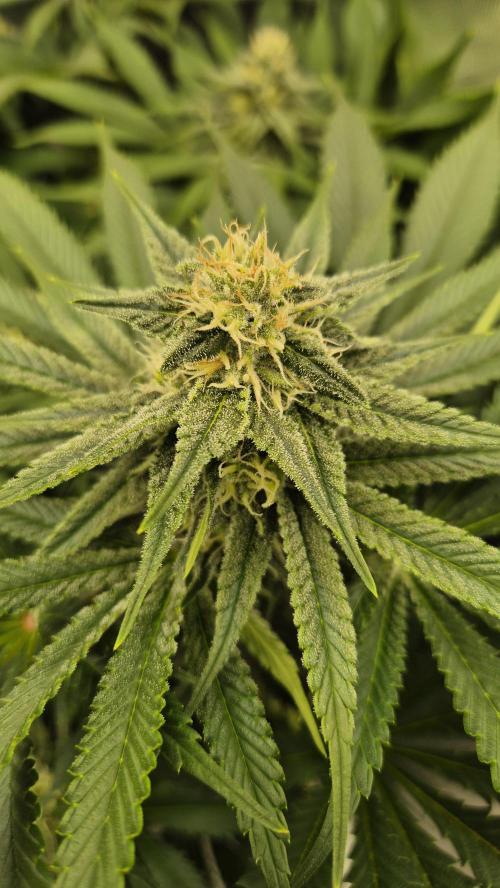 Schokolade. Week 10 - Tag 72
Blütetag 29