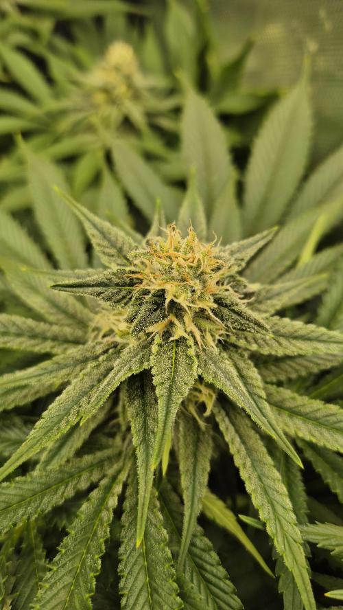 Schokolade. Week 10 - Tag 72
Blütetag 29