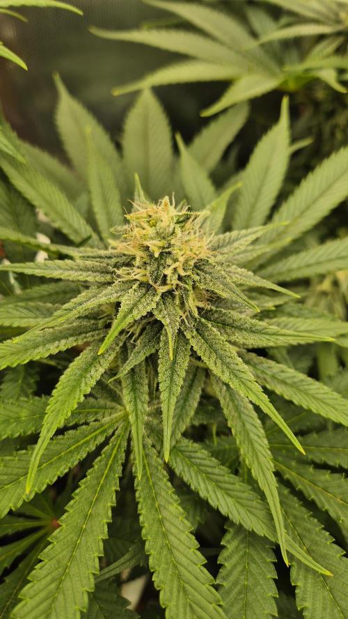 Schokolade. Week 10 - Tag 72
Blütetag 29