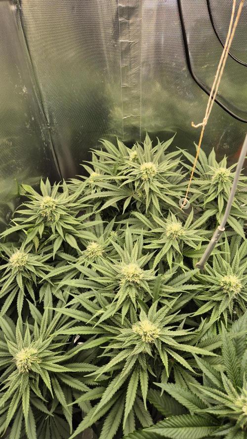 Melonenbogen!. Week 11 - Tag 72
Blütetag 29