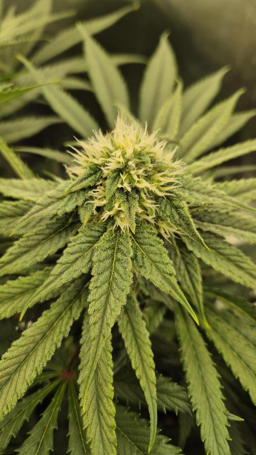 Melonenbogen!. Week 11 - Tag 72
Blütetag 29