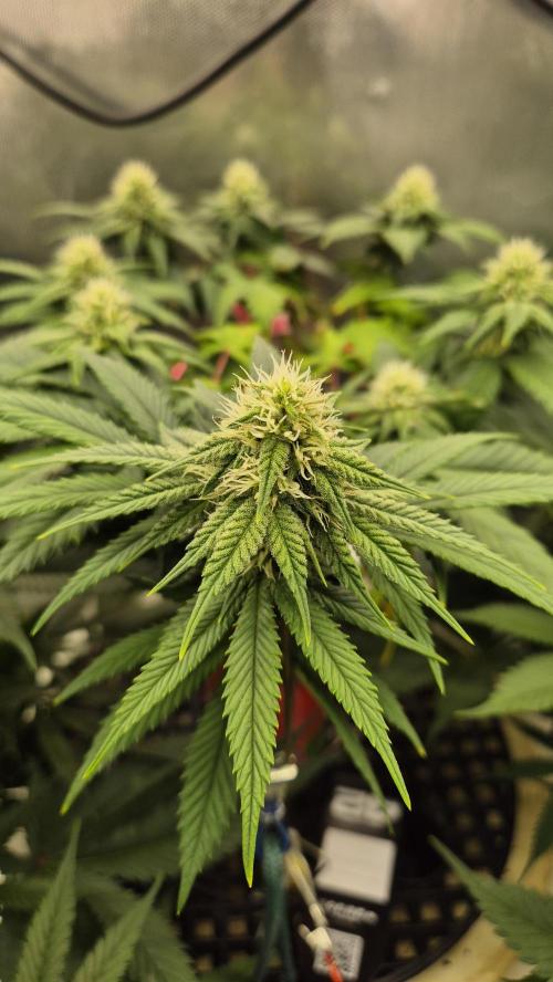 Gorillamelon (Pringles-Cup). Week 8 - Tag 52
Blütetag 26