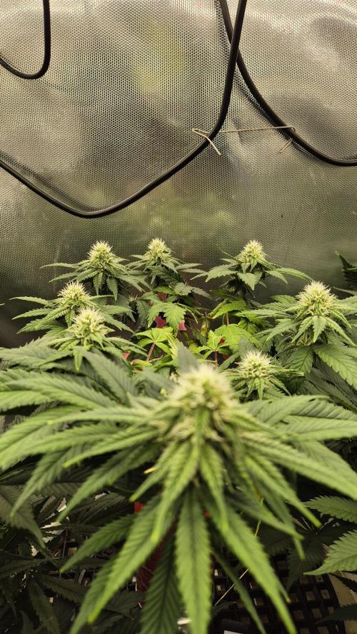 Gorillamelon (Pringles-Cup). Week 8 - Tag 52
Blütetag 26