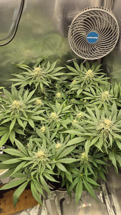 Schokolade. Week 10 - Tag 73
Blütetag 30