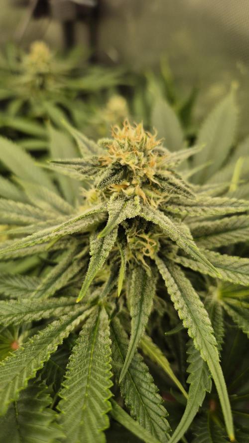 Schokolade. Week 10 - Tag 73
Blütetag 30