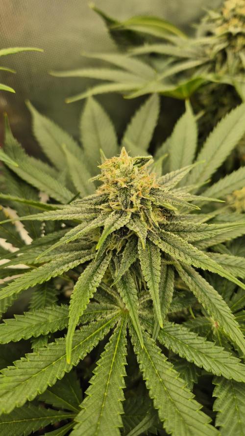 Schokolade. Week 10 - Tag 73
Blütetag 30