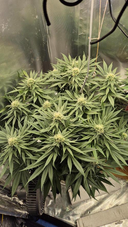 Melonenbogen!. Week 11 - Tag 73
Blütetag 30