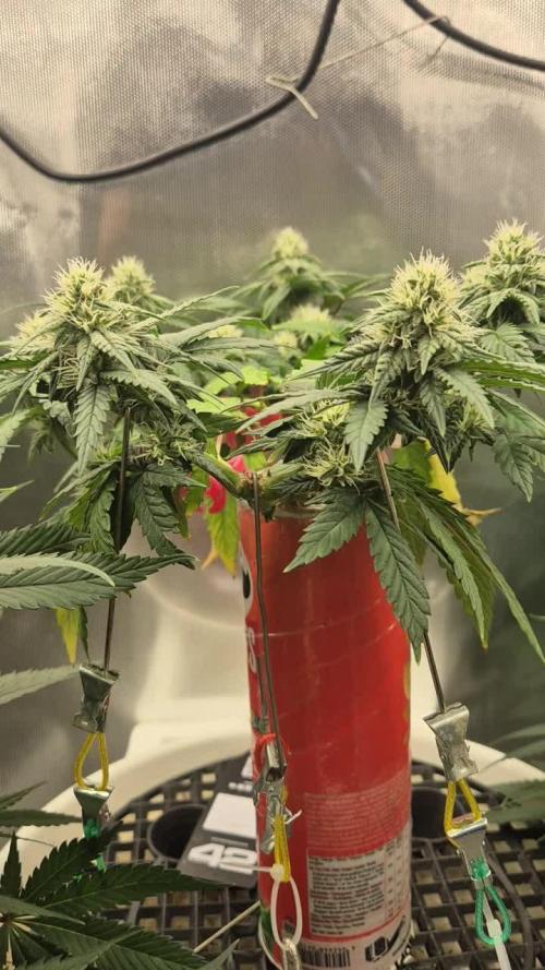 Gorillamelon (Pringles-Cup)