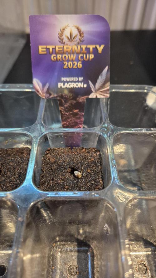Eternity Grow Cup 2026. Week 0 - Tag 0.1