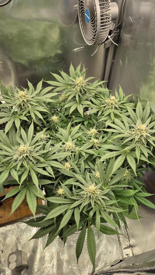 Schokolade. Week 10 - Tag 75
Blütetag 32