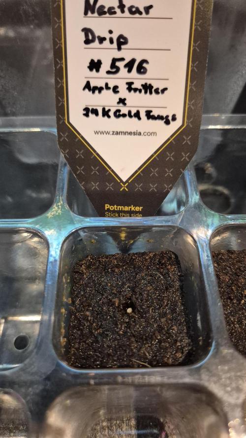 Tropfender Nektar. Week 0 - Tag 0.1