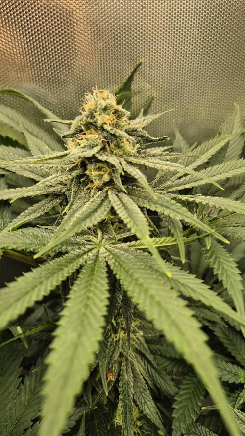 Schokolade. Week 10 - Tag 76
Blütetag 33