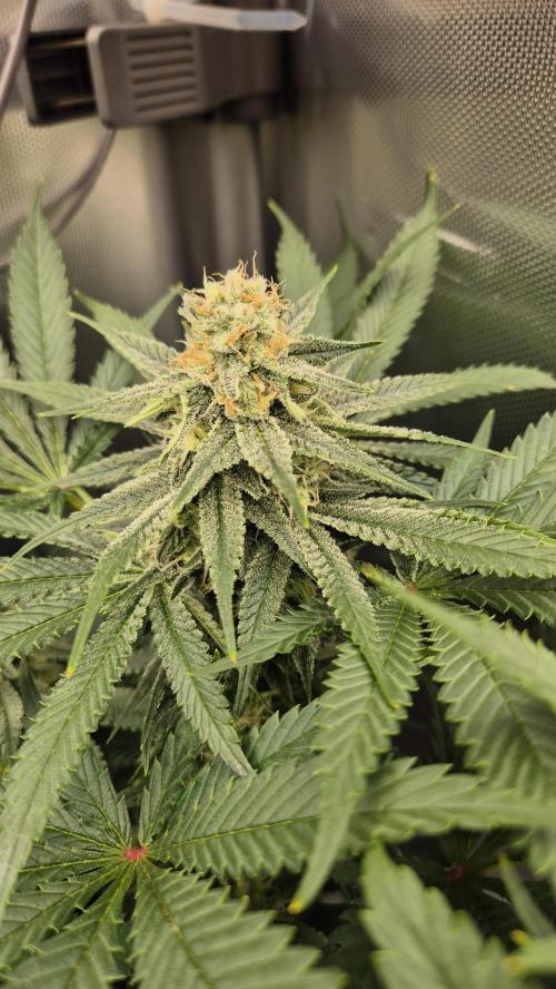 Schokolade. Week 10 - Tag 76
Blütetag 33