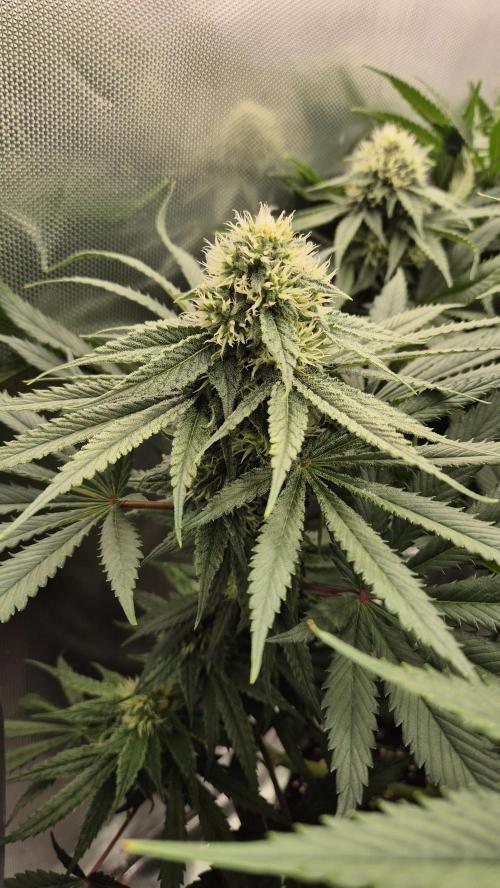 Melonenbogen!. Week 11 - Tag 76
Blütetag 33