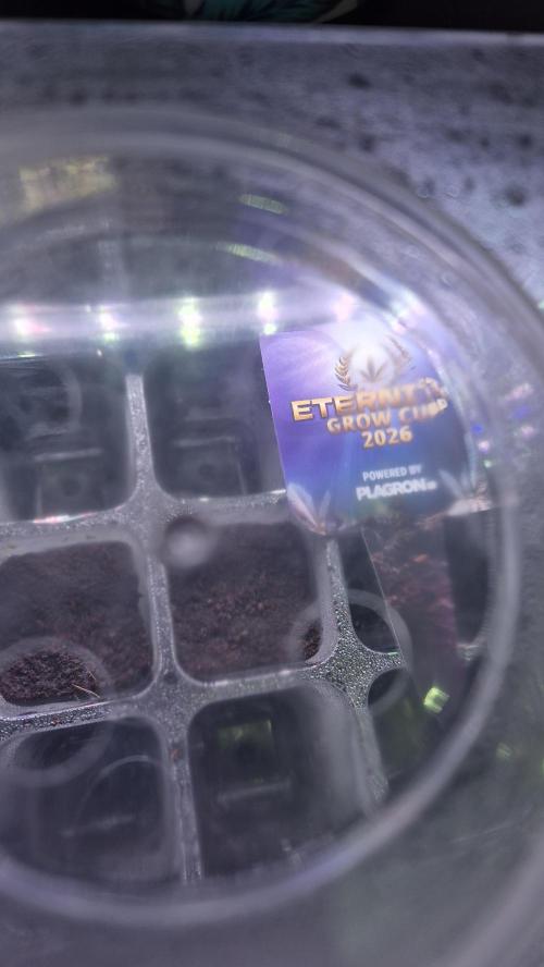 Eternity Grow Cup 2026. Week 0 - Tag 0.2
