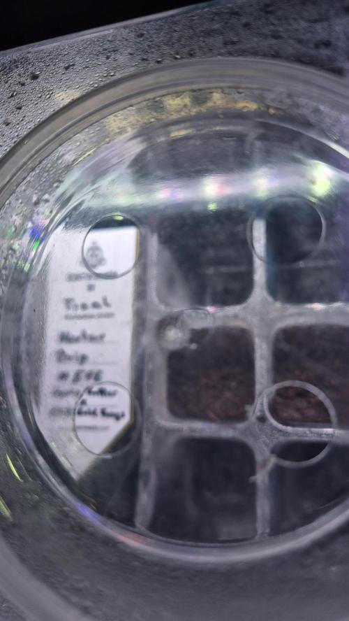 Tropfender Nektar. Week 0 - Tag 0.2