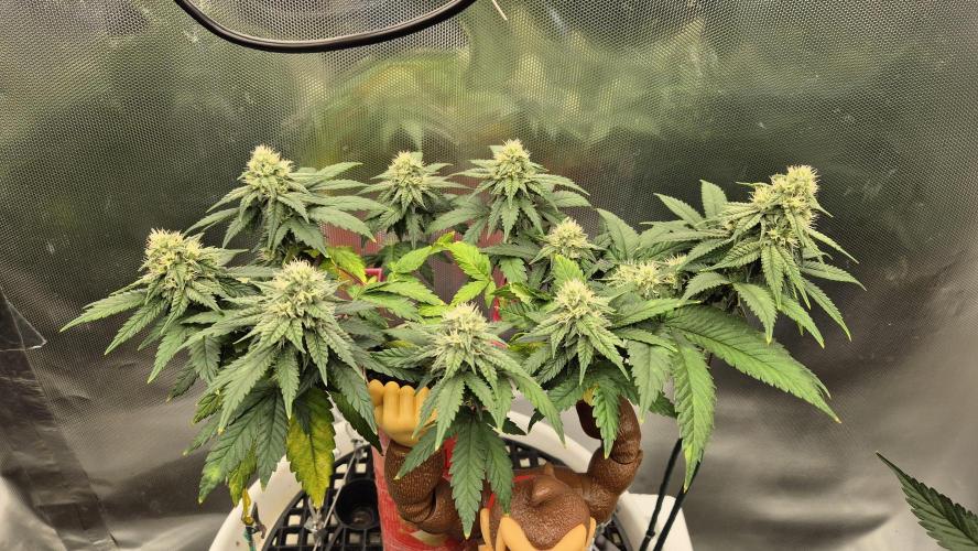 Gorillamelon (Pringles-Cup). Week 8 - Tag 56
Blütetag 30