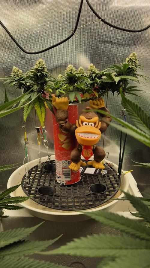 Gorillamelon (Pringles-Cup). Week 8 - Tag 56
Blütetag 30