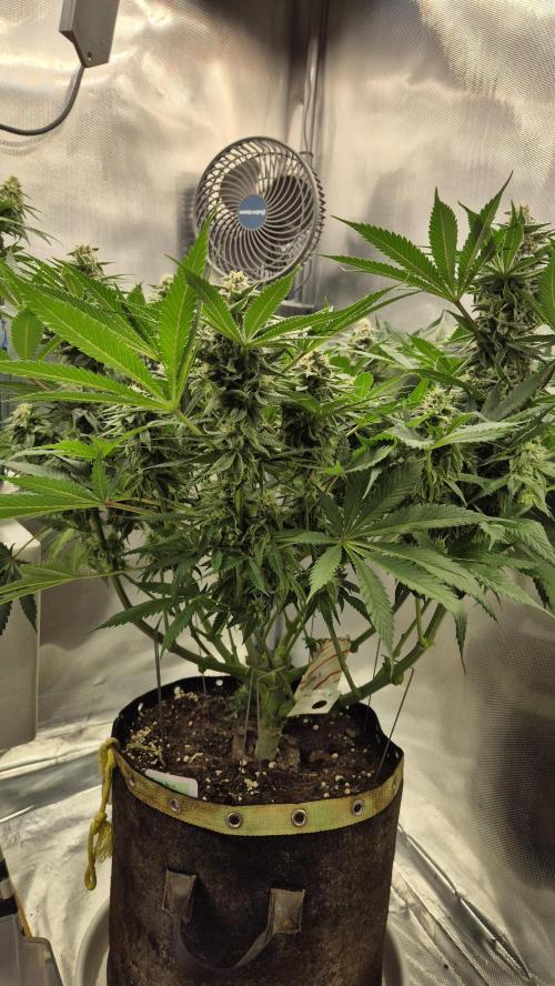 Schokolade. Week 10 - Tag 77
Blütetag 34