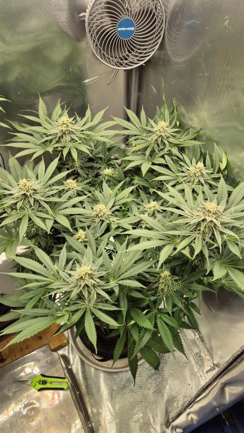 Schokolade. Week 10 - Tag 77
Blütetag 34