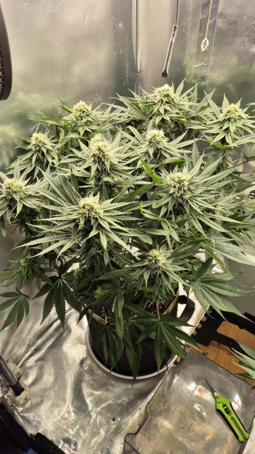 Melonenbogen!. Week 11 - Tag 77
Blütetag 34