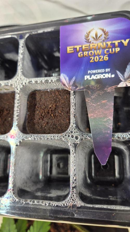 Eternity Grow Cup 2026. Week 0 - Tag 0.4