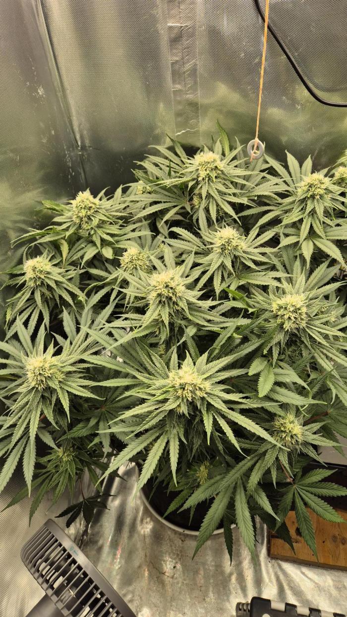 Melonenbogen!. Week 12 - Tag 78
Blütetag 35